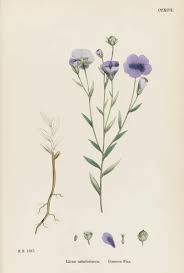 Image result for Linum usitatissimum
