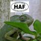SRP Wednesday: Herps Alive! Foundation