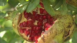 Some varieties of pomegranate trees grow spines along. Pomegranate Cultivation Armenia Hd Stock Video 143 290 183 Framepool Stock Footage
