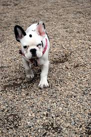 Black And White French Bulldog Puppy Canined Black White French Bulldog Puppy Dog Pictures Us Nyc 27 White French Bulldog Puppies Puppy Dog Pictures Bulldog
