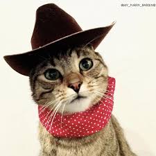 Top 10 strongest cowboy bebop characters 0) mad pierrot pierrot le fou 1) siniz hesap lütfen appledelhi mr. Meet My Furry Babies 3 Cats Who Dress For Multiple Parts Catster