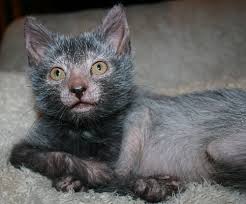 These white hairs are completely devoid of pigment. Rise Of The Werewolf Cats A New Breed Is Born Featured Creature