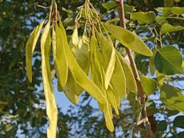 Image result for Dalbergia sissoo
