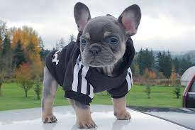 French Bulldog Breeder Luxurious French Bulldogs French Bulldog Breeders French Bulldog French Bulldog Puppies