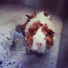 Pin On Guinea Pigs