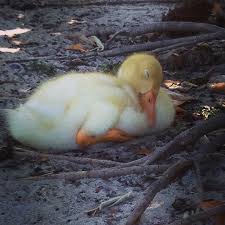 Little Duck