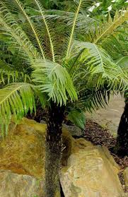 Although its majestic, tropical looks might suggest otherwise, tree fern care is not demanding. Pin On Backyard