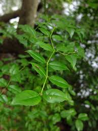 Image result for Cassinopsis ilicifolia