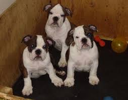 Specific puppies that i breed and sell are maltese, yorkshire terrier, chihuahua, french bulldog, teddy bear we are located in oregon but can ship anywhere in the united states for $275.00. Akc English Bulldog Puppies For Sale In Medford Oregon Classified Americanlisted Com