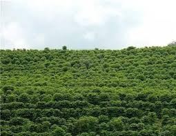 Chikmagalur is basically know as coffee land of india#coffeeland#rain#chikmagalur. Best Coffee Plantations In India Coffee Resorts In India