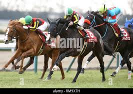 Bago horse hi-res stock photography and images