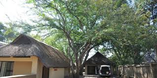 Image result for Cordyla