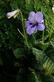 Image result for Streptocarpus arcuatus