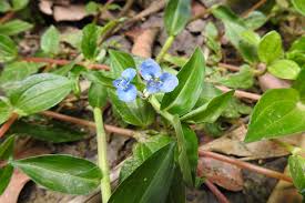 Image result for Commelina latifolia