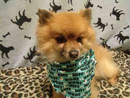 Petharbor Com Animal Shelter Adopt A Pet Dogs Cats Puppies Kittens Humane Society Spca Lost Found Humane Society Pets Animal Shelter