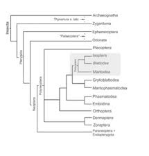There are octopi that blend in perfectly with sandy ocean floors, insects that look just like leaves and fish that resemble oceanic plants. All About Termites Facts Life Cycle Reproduction History More