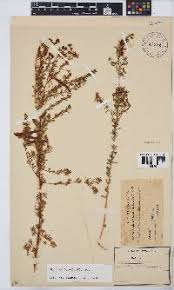 Image result for Dichilus lebeckioides