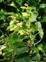 Image result for Ventilago