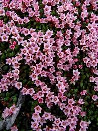 Image result for Galenia procumbens