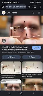 Giant Mosquitoes are here. Were in the woods almost every weekend and ran  into these dudes in swarms the last couple weeks. There scary freakishly  huge and pack a punch. 6:49 $