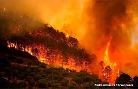 Un incendio forestal se distingue de otros tipos de incendio por su amplia extensión, la velocidad sin embargo, según estadística mundial de los incendios forestales, el 60 por ciento se debe a. Que Es Un Incendio Forestal Y Cuales Son Los Paises Mas Afectados Sgk Planet