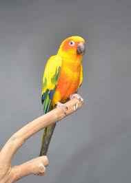 Love Birds Nest – Love Birds For Sale