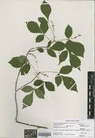 Image result for Allophylus rubifolius