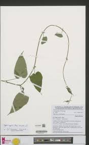 Image result for Neoboutonia melleri