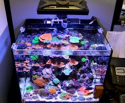 T5 Reef Lighting Why T5 Continues To Be Popular With Advanced Reef Tank Owners Brstv Reef Faqs Bulk Reef Supply