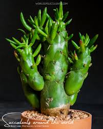 Image result for Austrocylindropuntia