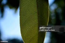 Image result for Ficus ingens