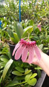Image result for Bulbophyllum longiflorum