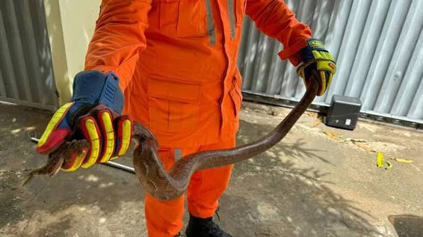 Cobra é resgatada após aparecer em quintal de casa, em Bom Jesus da Lapa
