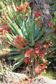 The root cause of your plant if most of the plant has withered somewhat, try to save the tips of the stems that have green leaves. Cactus Nature Green Plant Plant Leaves Green Plant Leaves Foliage Garden Summer Pxfuel