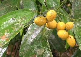 Image result for Albertisia delagoensis