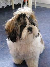 Shih Tzu - Wikipedia
