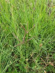 Image result for Eustachys paspaloides