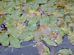 Image result for Potamogeton nodosus