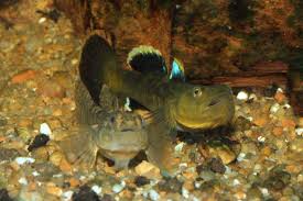 Image result for Dicoma galpinii