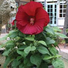 Image result for Hibiscus Red 2016 Vito
