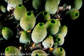 Image result for Tunicate green