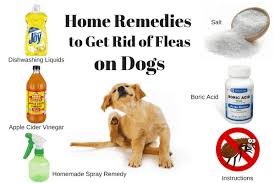 Pin By Yani Shroff On Home Remedies Home Remedies For Fleas Flea Remedies Home Remedies
