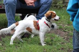 Nederlandse kooikerhondje information including personality, history, grooming, pictures, videos, and the akc breed standard. Das Kooikerhondje Flocke