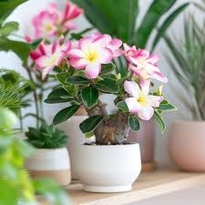 Image result for Adenium