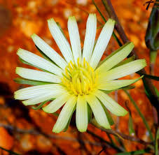 Image result for Tolpis