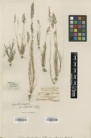 Image result for Aristida stenostachya