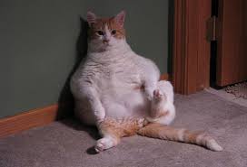 The list includes established breeds recognized by various cat registries, new and experimental breeds. Top 10 Fat Cat Breeds Cat Breeds Prone To Weight Issues Petmd