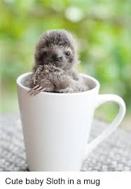 Baby sloth, as cute as you are.baby platypuses have you beat. Cute Baby Sloth Noises Cute Baby