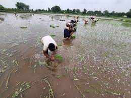 Agriculture department announced guidelines to reduce agricultural losses