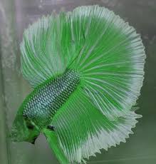Type Of Betta Fish If You Are Like Me And Have A Strong Passion For Freshwater Aquariums You Have Probably Considered Incorp Betta Fish Tank Betta Fish Betta